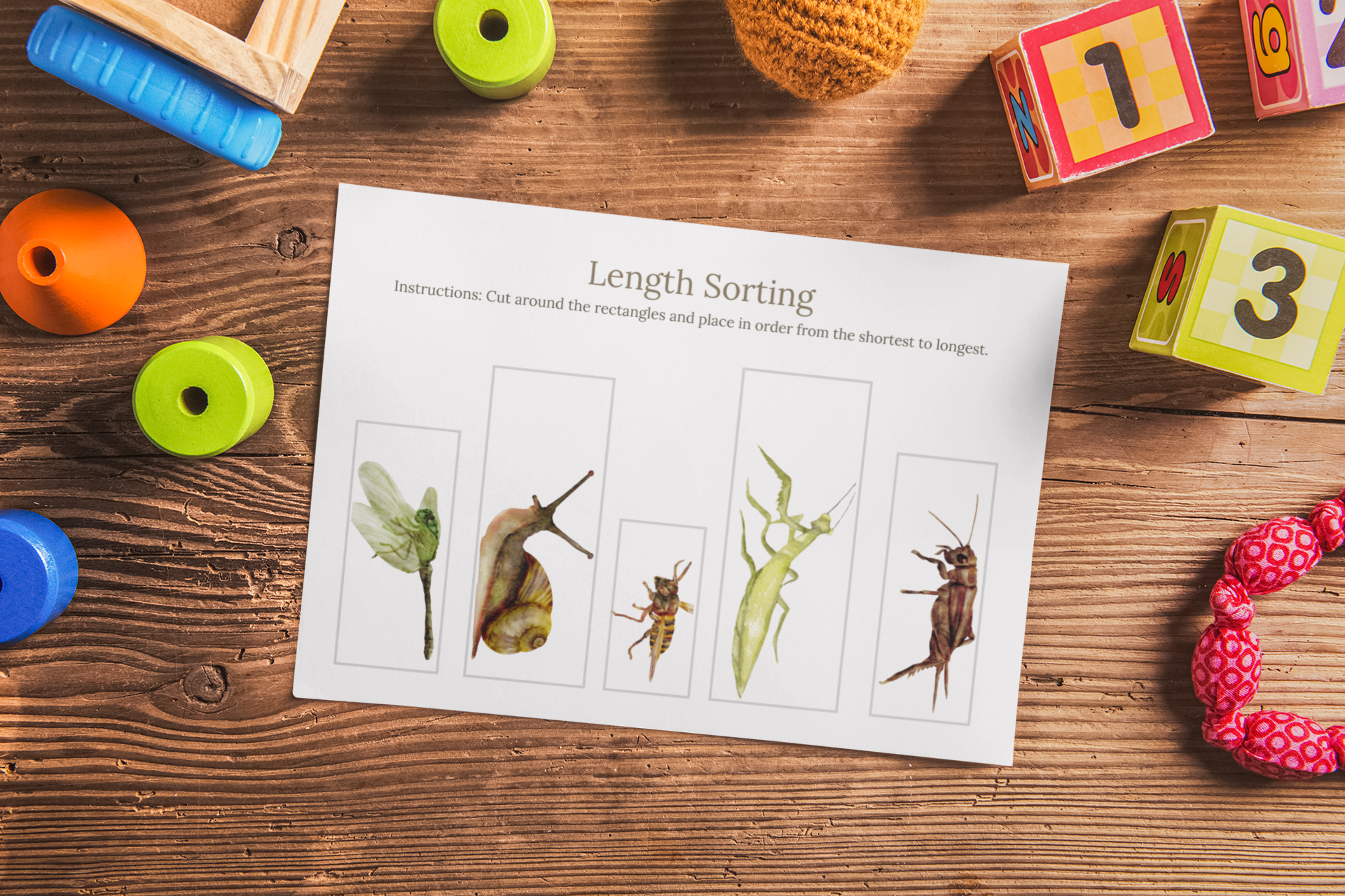 Insect Length Sorting Activity