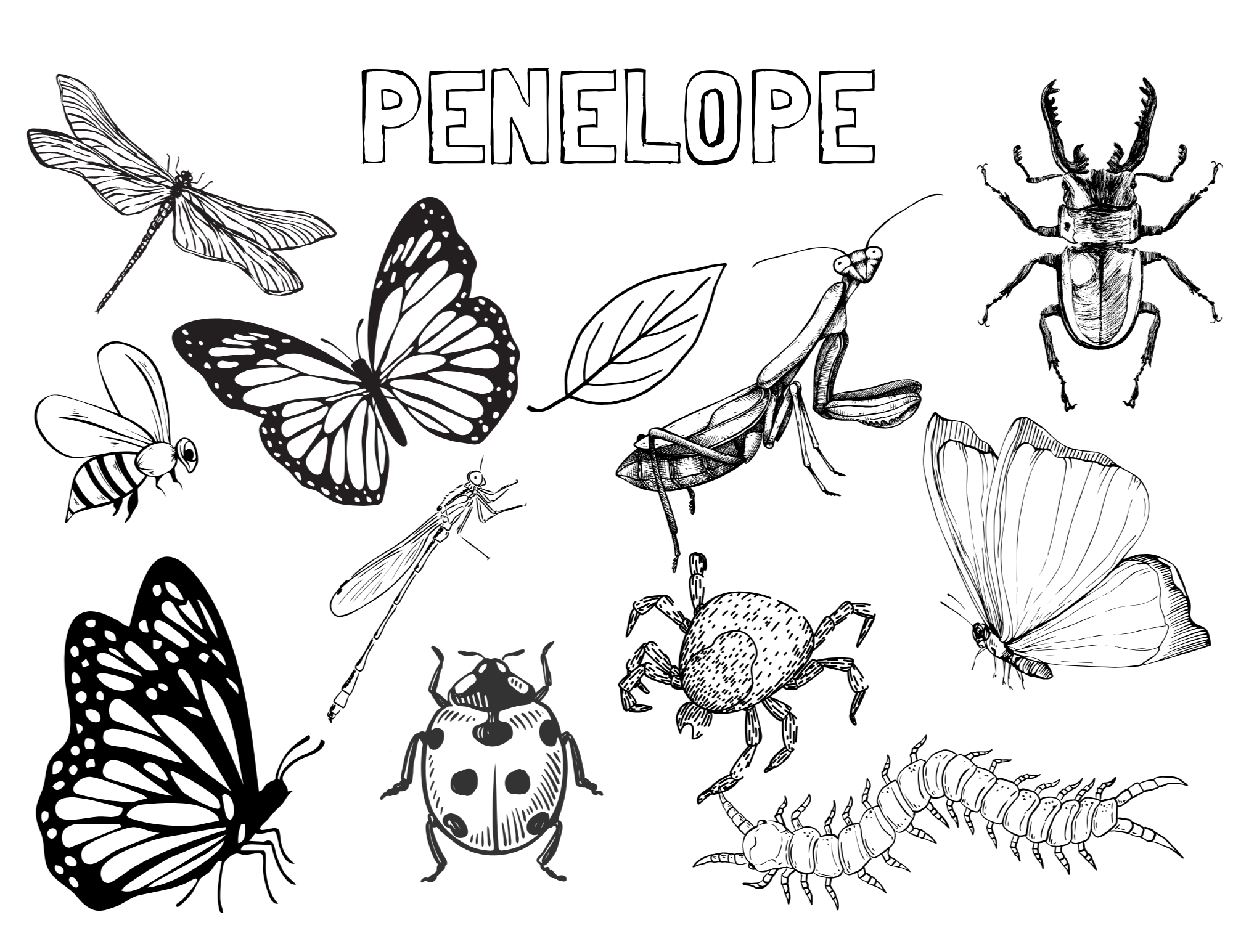 Personalized Insect Colouring Sheet