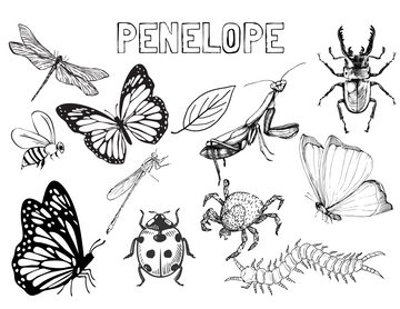 Personalized Insect Colouring Sheet