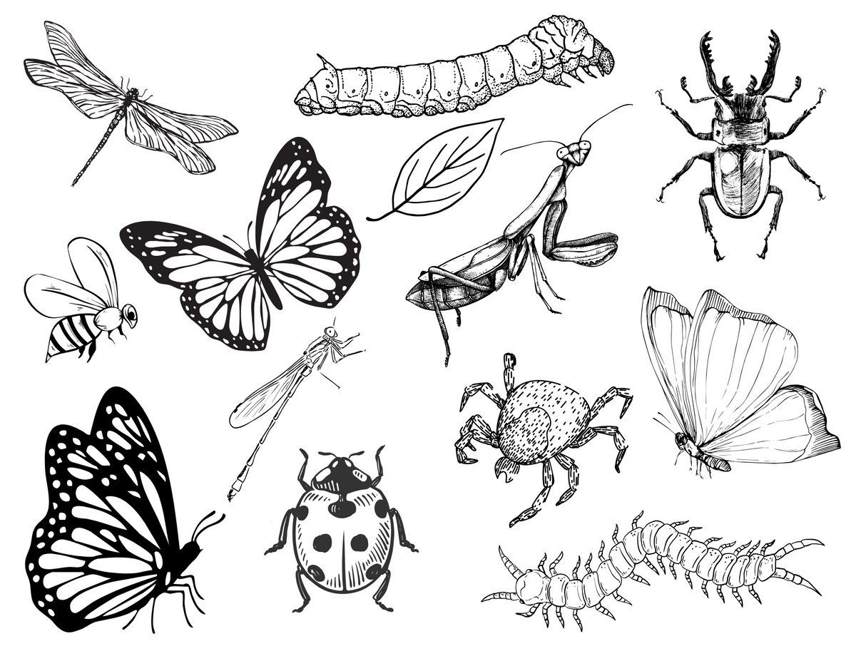 Insect Themed Colouring Sheet