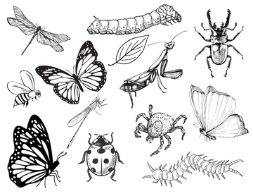 Insect Themed Colouring Sheet